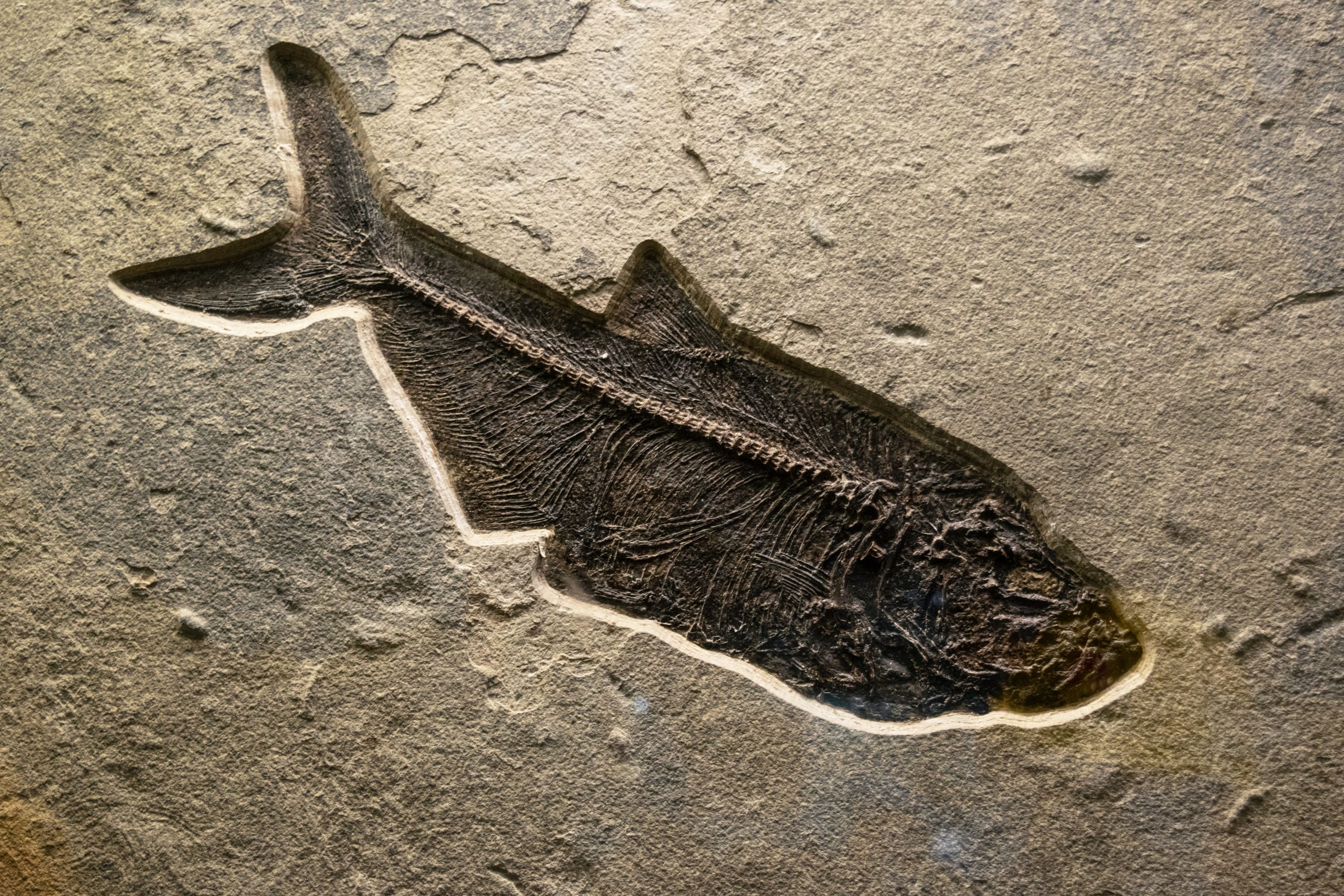 Fosil ikan era Oligosen ditemukan di Dataran Tinggi Qinghai Tibet