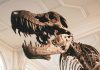 Fosil dinosaurus thyreophora dari Periode Jura Awal ditemukan di China