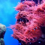 Great Barrier Reef memutih karena suhu laut semakin tinggi