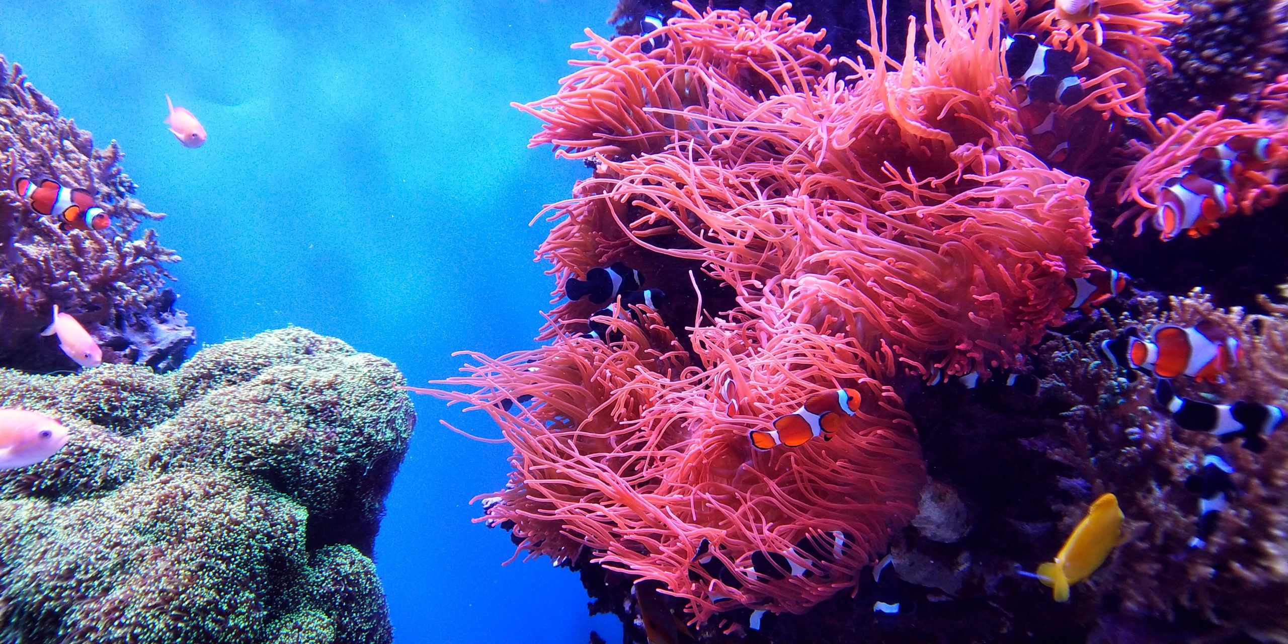 Great Barrier Reef memutih karena suhu laut semakin tinggi