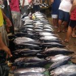 Potensi ikan tangkap Indonesia capai 12,01 juta ton