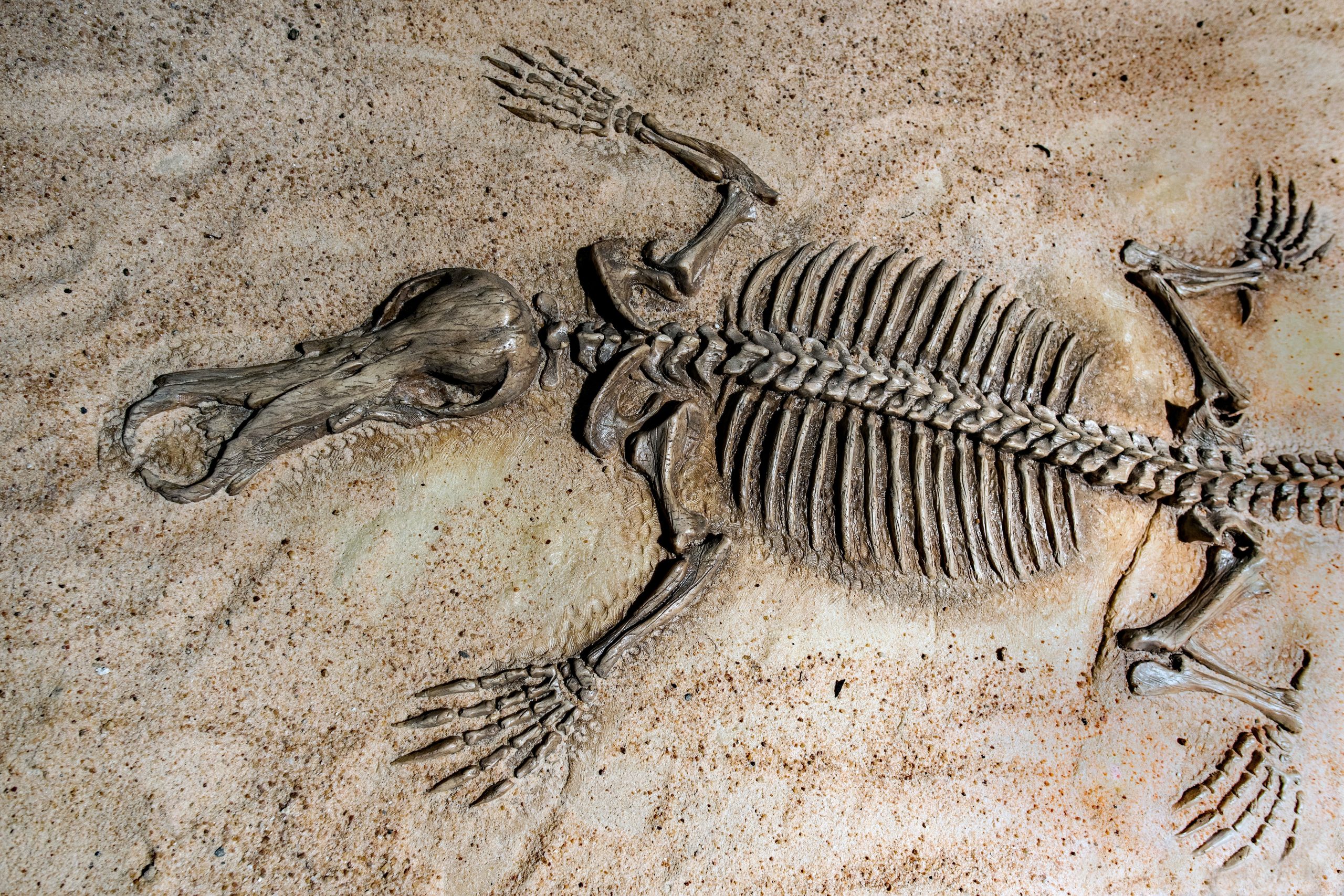 Reptil laut dari zaman dinosaurus diidentifikasi di China selatan