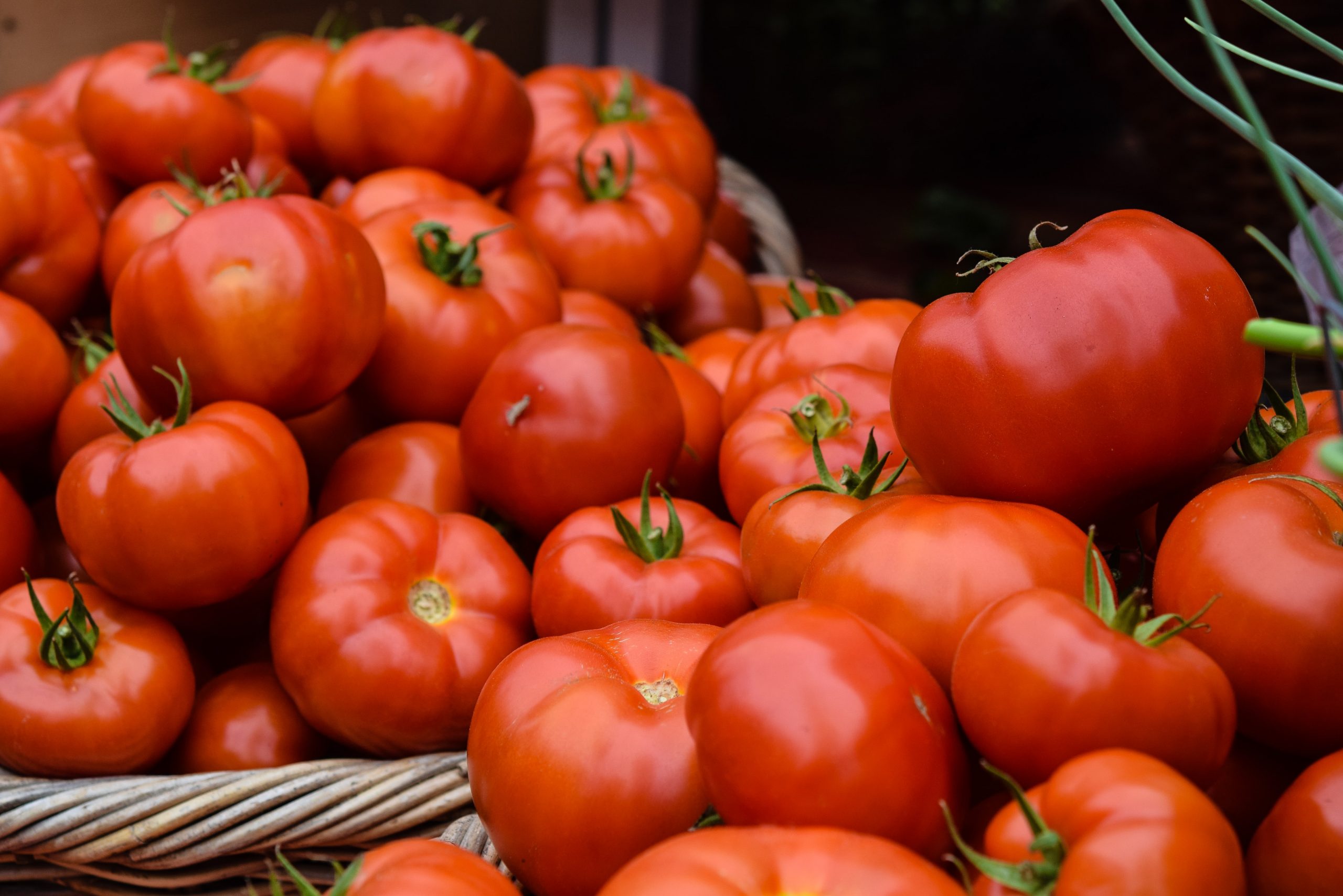 Penelitian: Tomat hasil rekayasa genetik mungkin sumber vitamin D baru