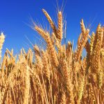 Rusia 'siap' untuk izinkan ekspor gandum Ukraina