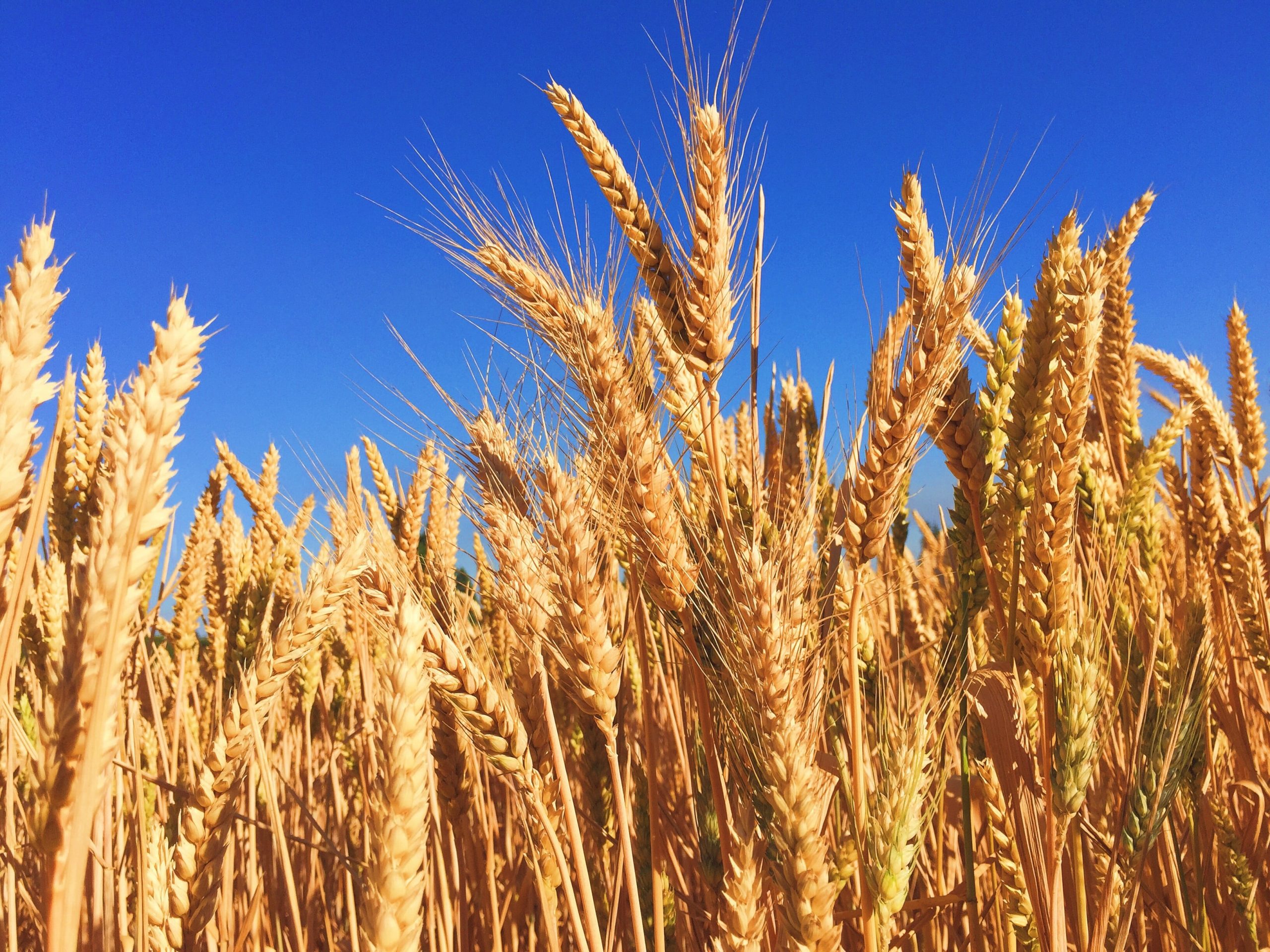 Rusia 'siap' untuk izinkan ekspor gandum Ukraina