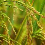 Ilmuwan China temukan gen tahan kekeringan pada padi