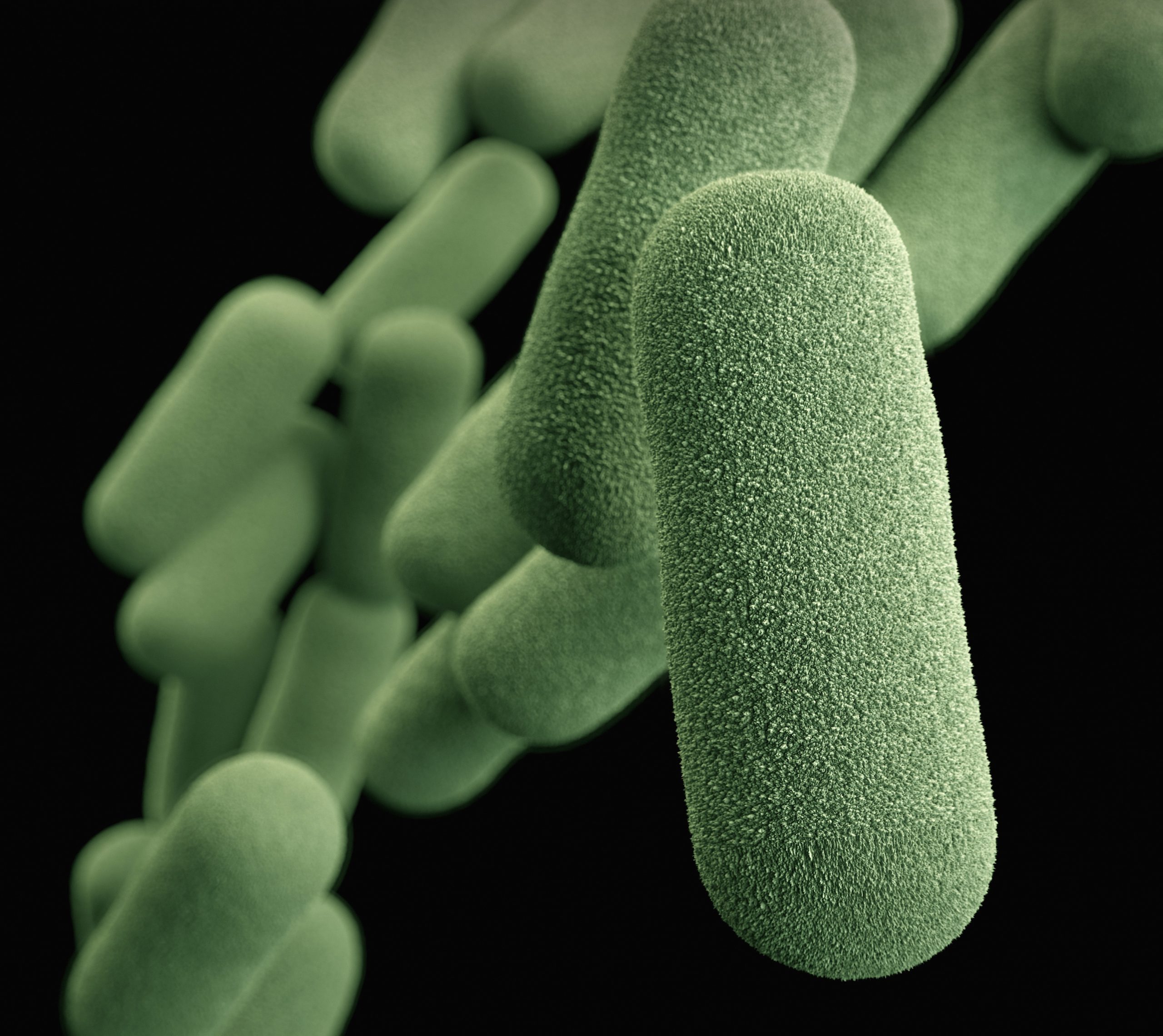 bakteri terbesar di dunia