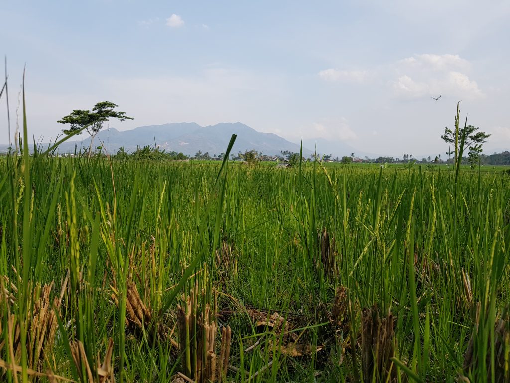 indonesia tidak impor beras