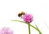 Populasi lebah madu belum cukup untuk penyerbukan pertanian global