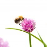 Populasi lebah madu belum cukup untuk penyerbukan pertanian global