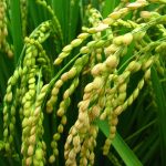 Ilmuwan China temukan gen padi yang lebih tahan panas