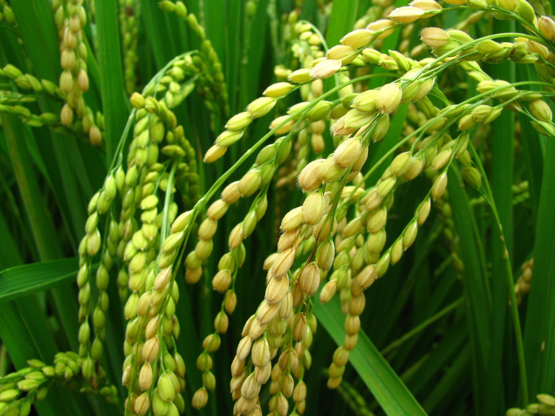 Ilmuwan China temukan gen padi yang lebih tahan panas