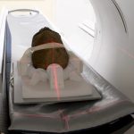 Penggalan kepala mumi Mesir jalani CT scan guna temukan asal-usulnya