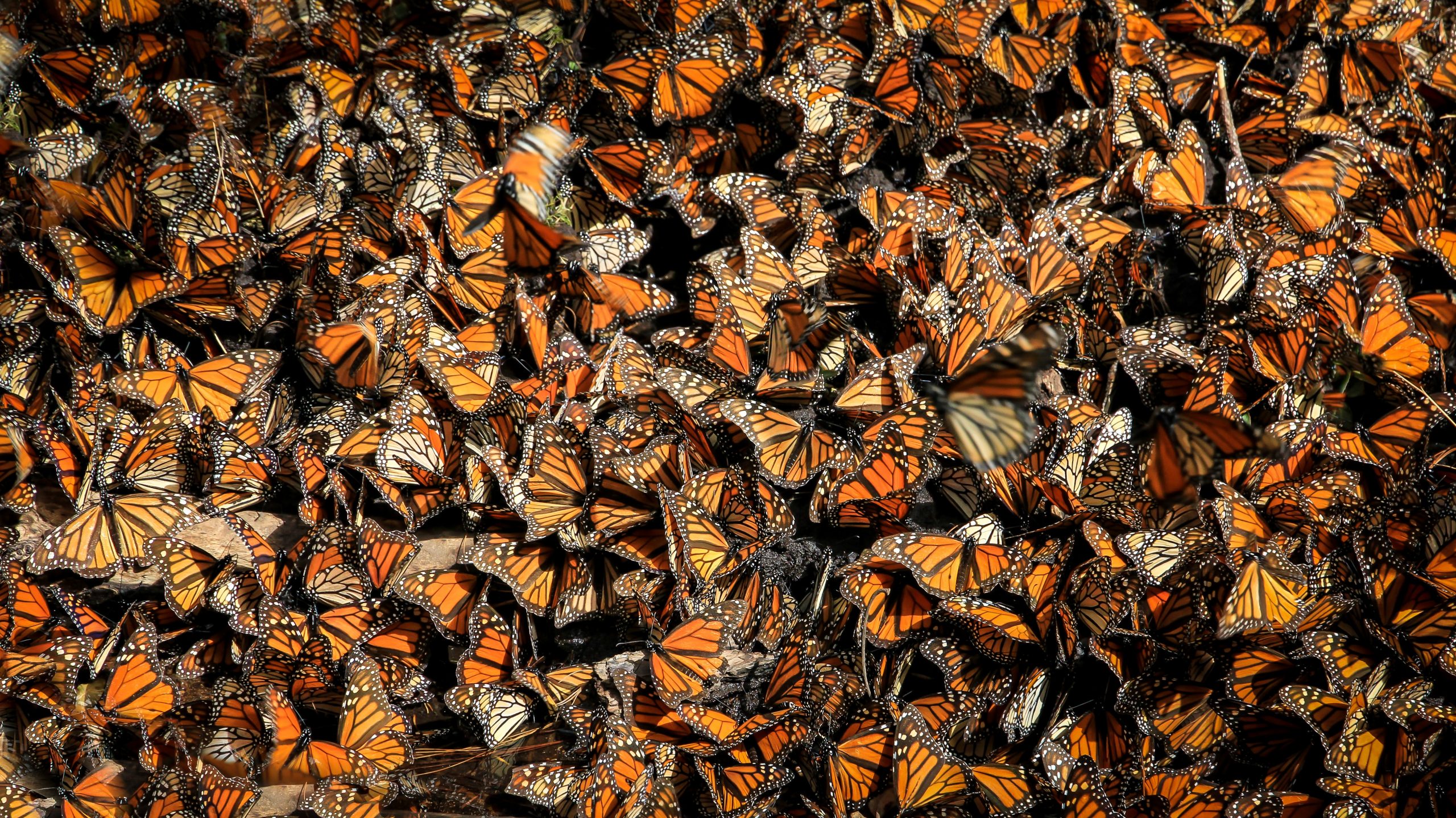 Kupu-kupu Monarch yang suka bermigrasi masuk daftar spesies terancam punah