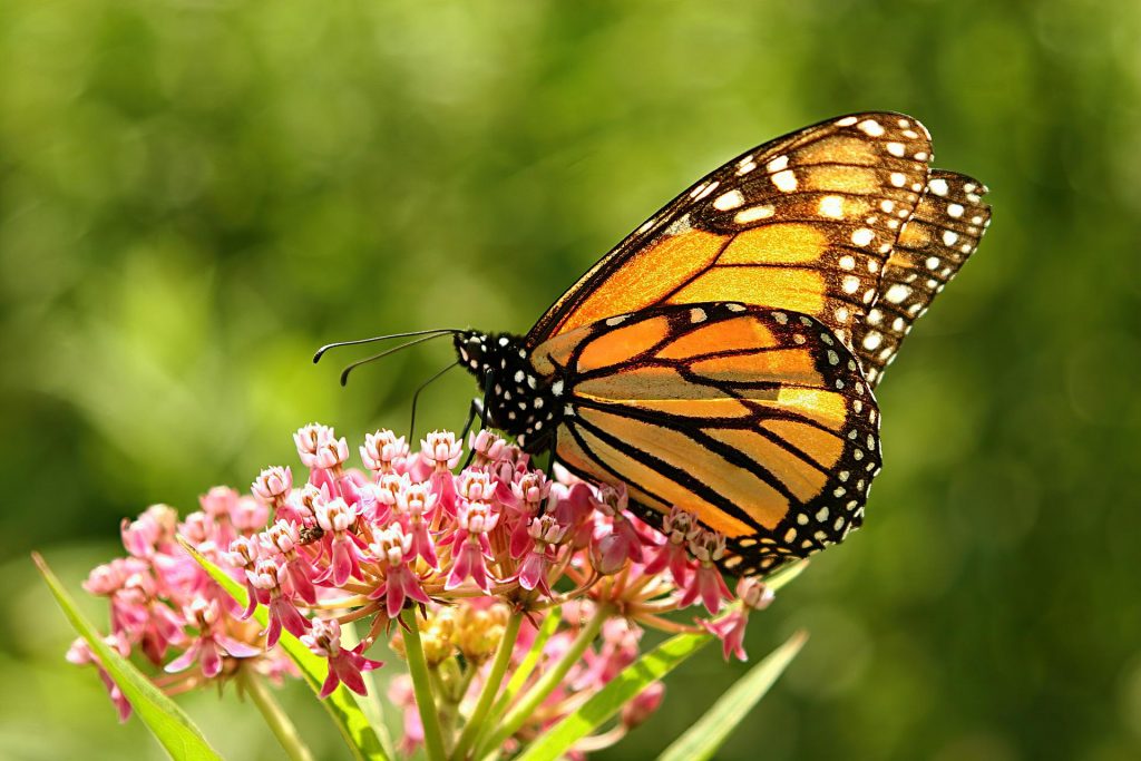 Kupu-kupu Monarch yang suka bermigrasi masuk daftar spesies terancam punah