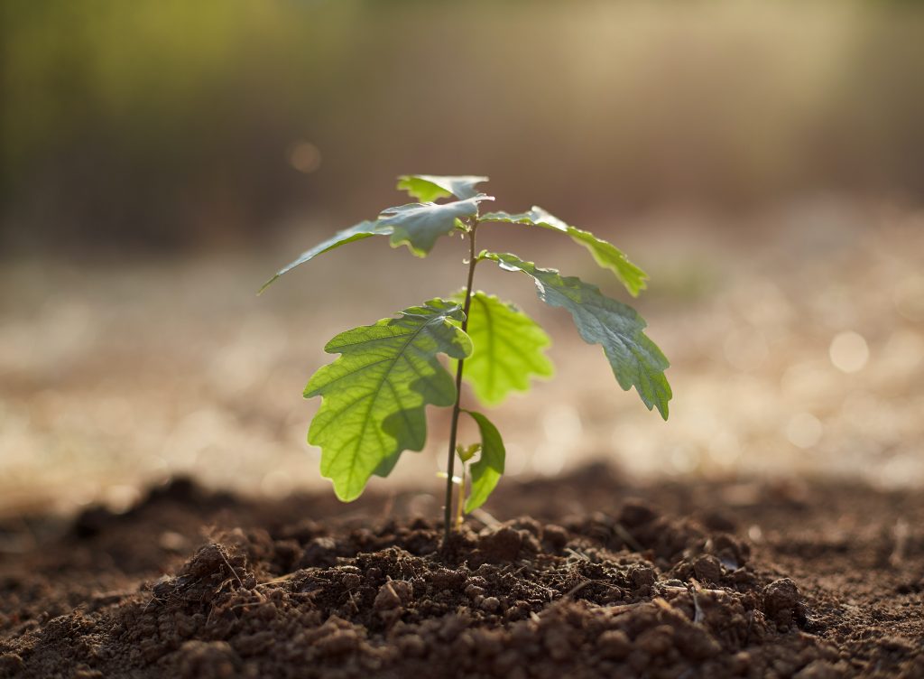 Saudi Arabia plants more trees in Holy Land to make hajj pilgrimage greener