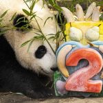 Panda raksasa China ulang tahun