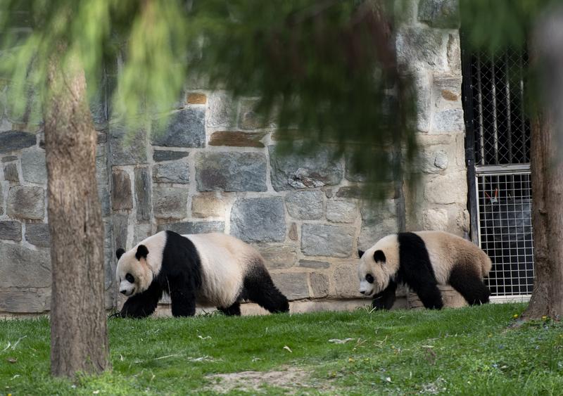 Panda raksasa China ulang tahun