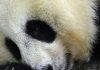 bayi panda terberat di dunia