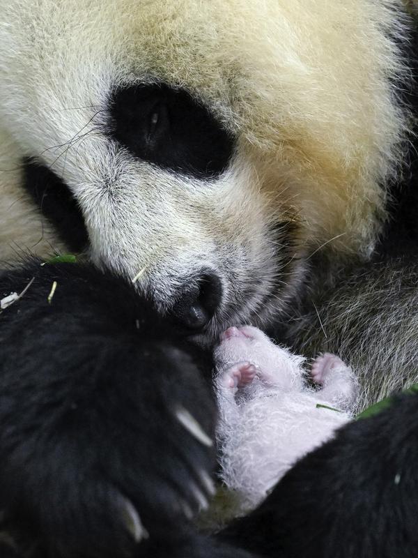bayi panda terberat di dunia