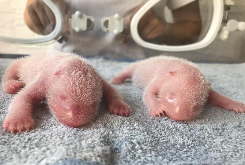 Bayi panda kembar