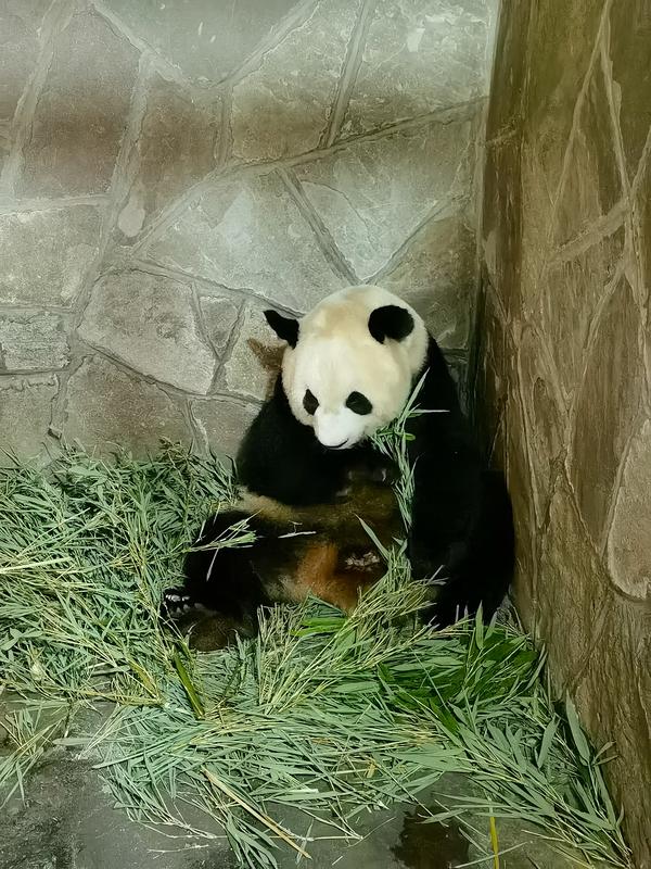 panda raksasa chongqing china