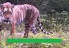 China laporkan peningkatan jumlah harimau liar berkat upaya konservasi