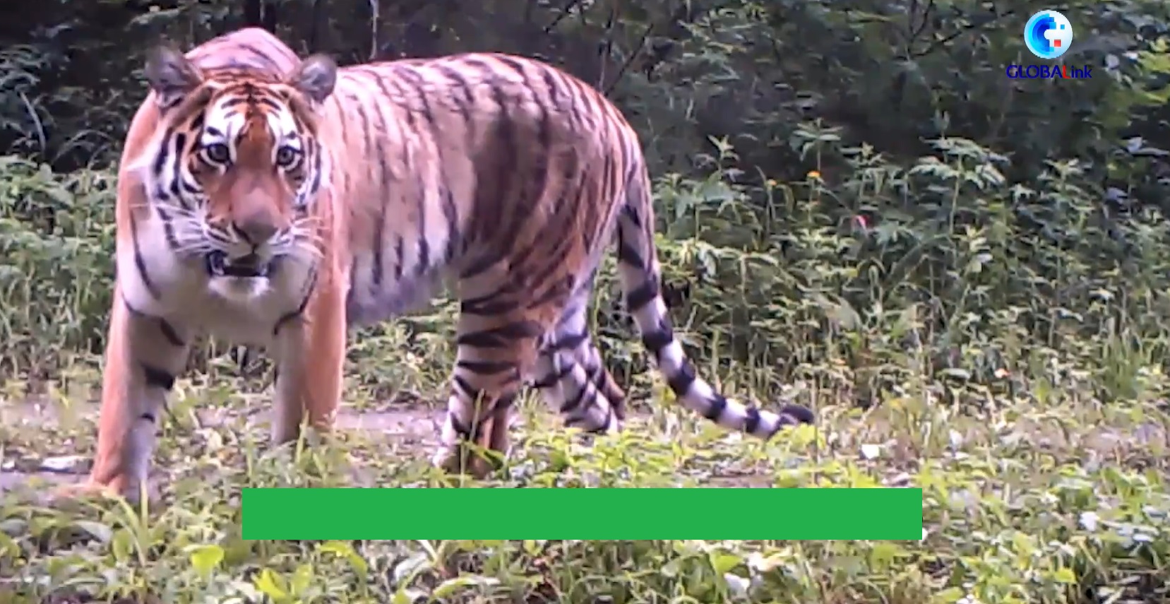 China laporkan peningkatan jumlah harimau liar berkat upaya konservasi