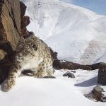 Populasi macan tutul salju
