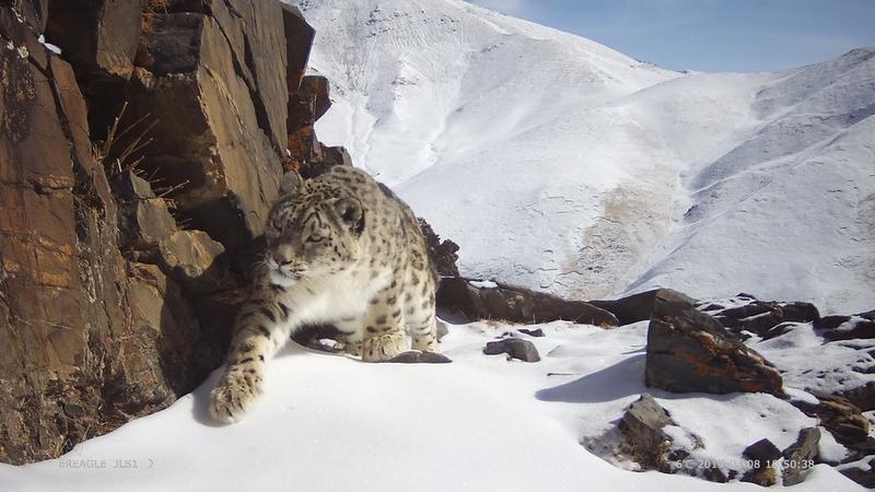 Populasi macan tutul salju