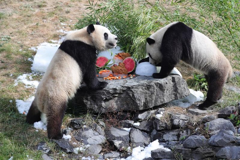 Panda raksasa kembar rayakan ulang tahun ke-3 di Belgia