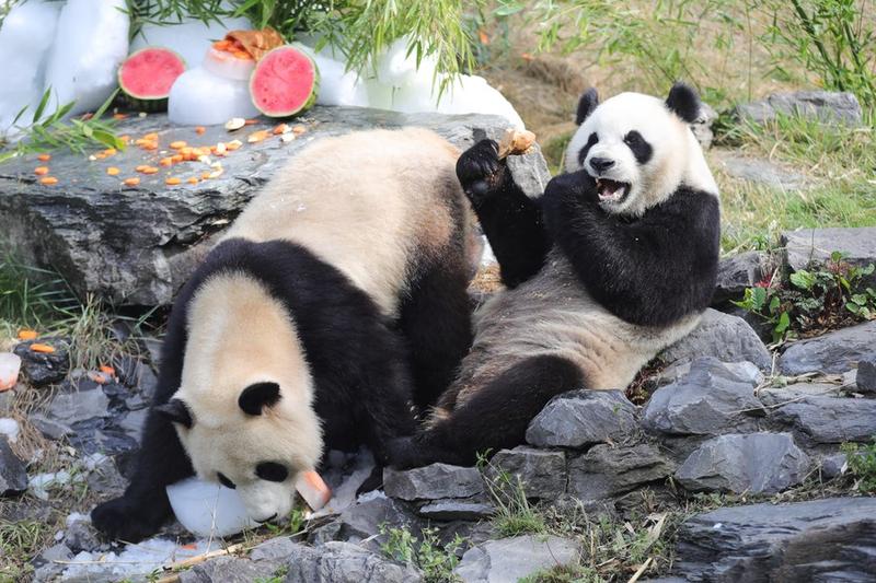 Panda raksasa kembar rayakan ulang tahun ke-3 di Belgia