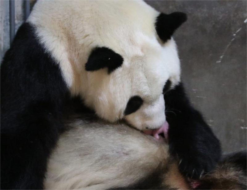 Bayi panda kembar