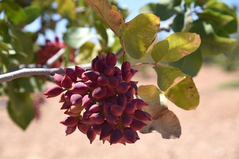 Produksi pistachio Suriah