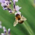 Lebah semakin stres oleh perubahan iklim selama 100 tahun terakhir
