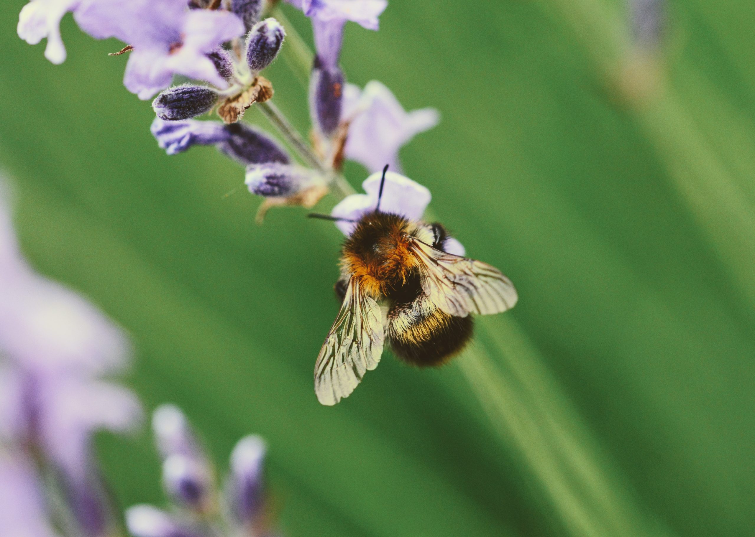 Lebah semakin stres oleh perubahan iklim selama 100 tahun terakhir