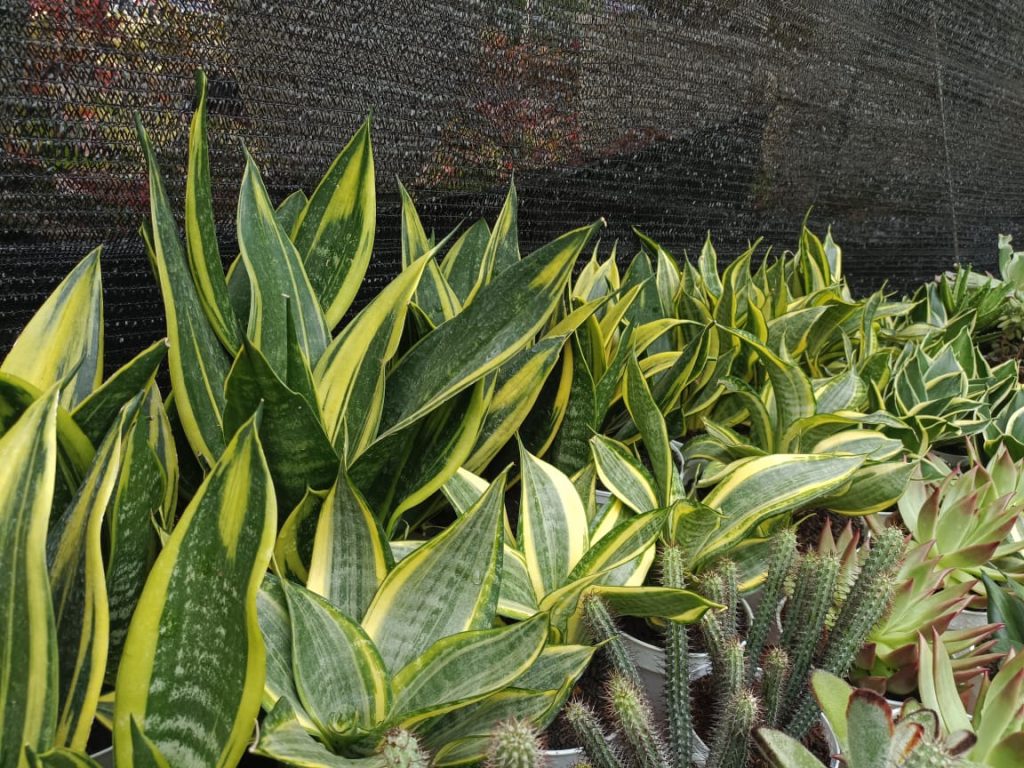 Indonesian sansevieria