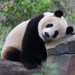 Populasi panda raksasa penangkaran