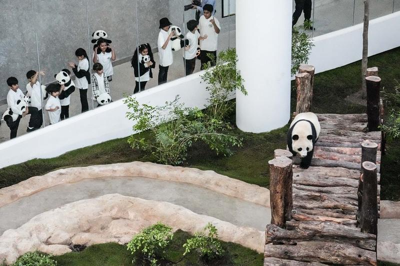 Panda raksasa di Doha