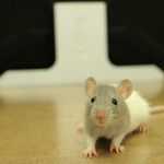 Efek musik pada tikus