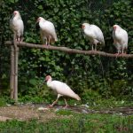 Burung ibis jambul