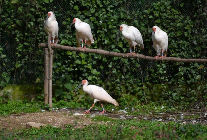 Burung ibis jambul