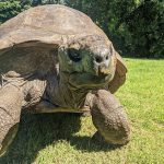 Kura-kura tertua di dunia