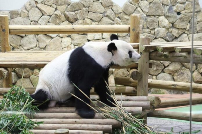Panda raksasa Eimei