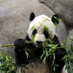 Panda raksasa di Memphis