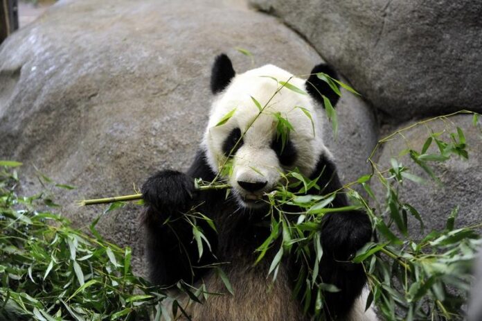 Panda raksasa di Memphis