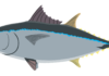 Pemijahan tuna sirip biru