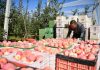 Ekspor apel segar China