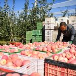 Ekspor apel segar China