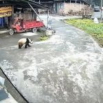 Panda raksasa liar